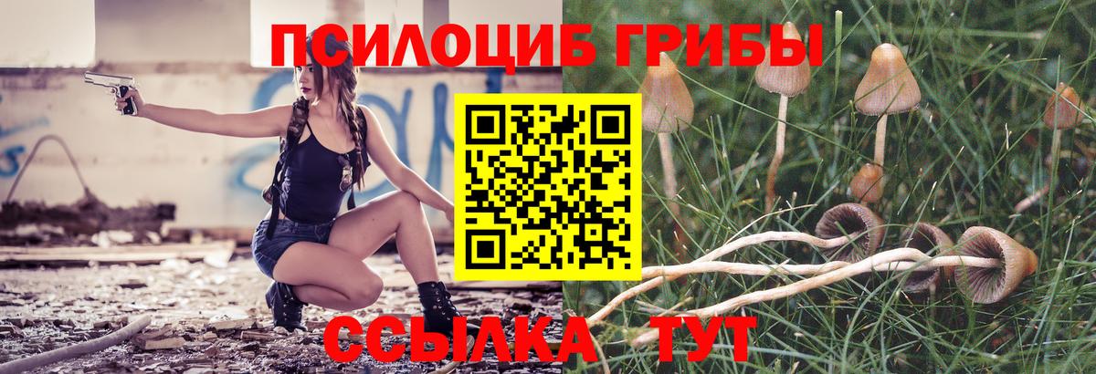 Псилоцибиновые грибы Psilocybine cubensis Тихвин